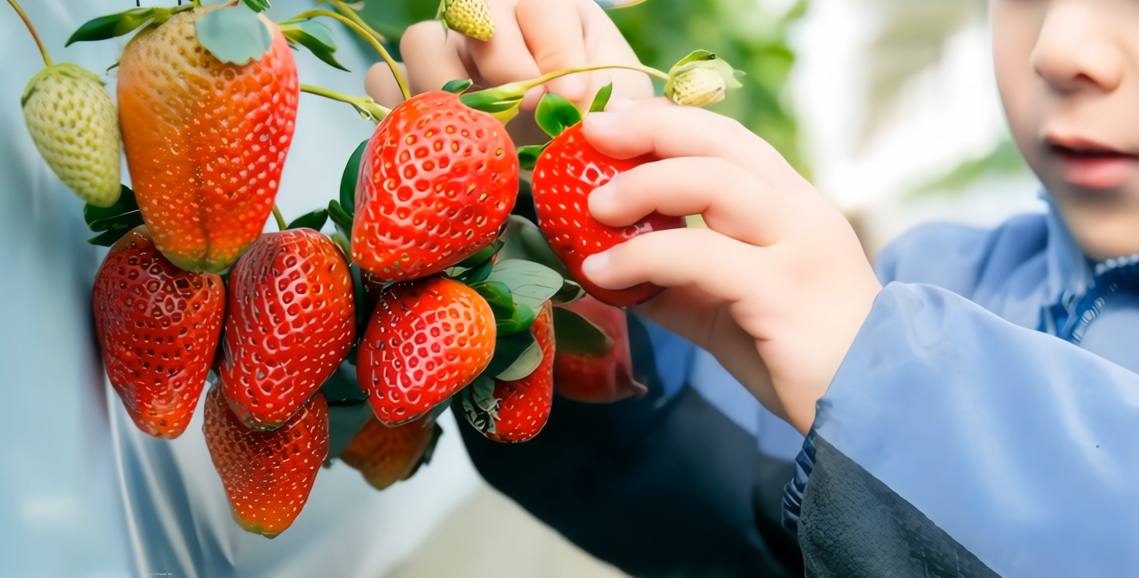 2026年徳島県のいちご狩り特集！推しいちごでまちを応援しよう | 徳島
