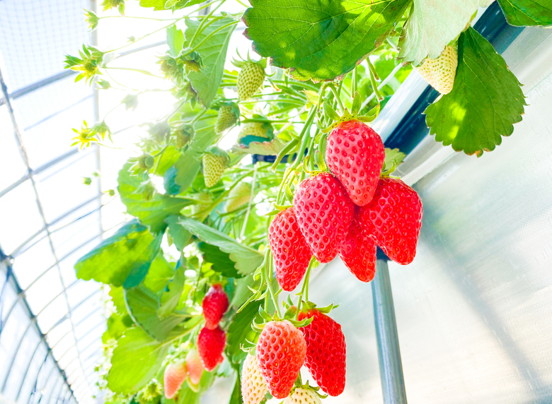 フルーツガーデンやまがた