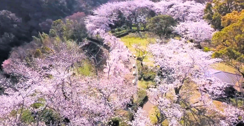 西部公園の桜