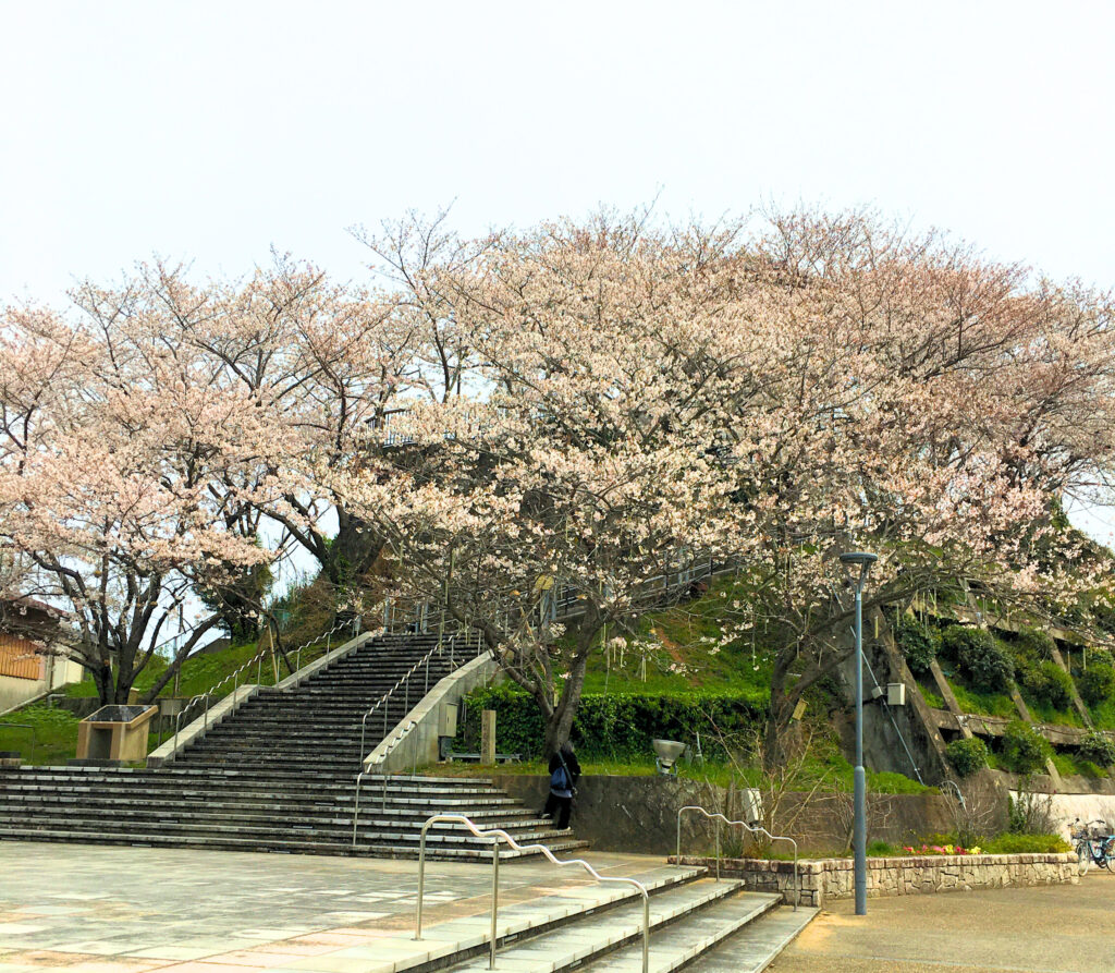 牛岐城趾公園の桜