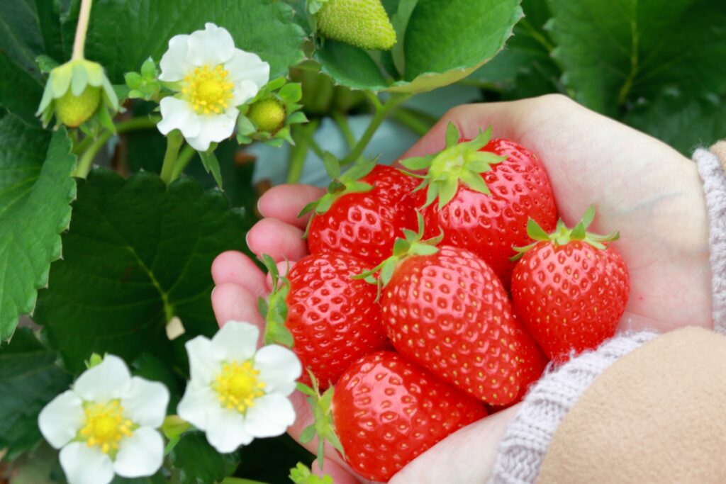 いちごを摘む手元