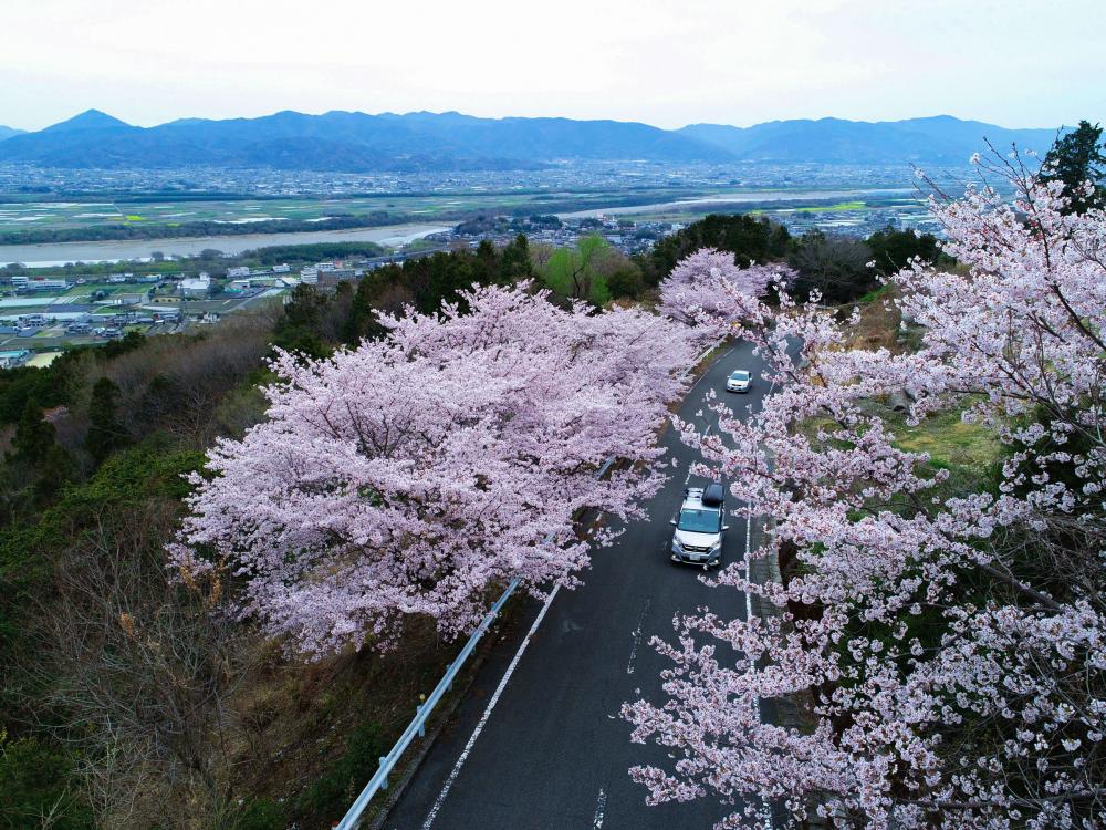 チェリーロードラインの桜