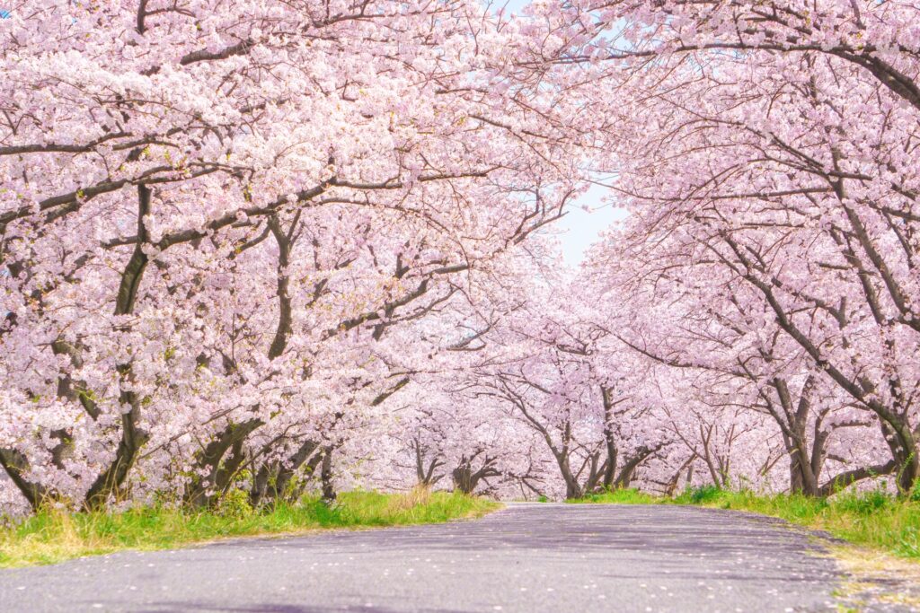 トップ画像の桜並木