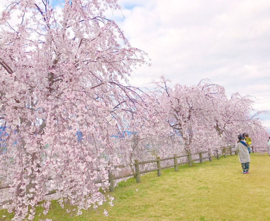 向麻山の桜