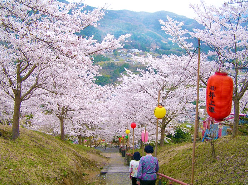 於安パークの桜