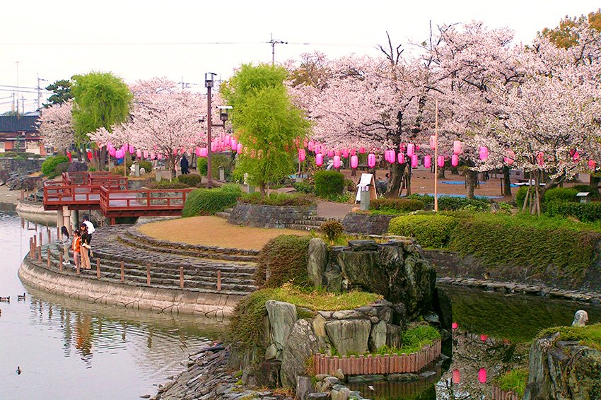 江川・鴨島公園の桜