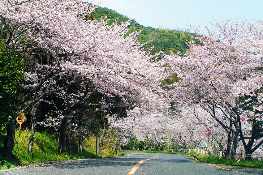 津乃峰公園に至るまでの桜並木