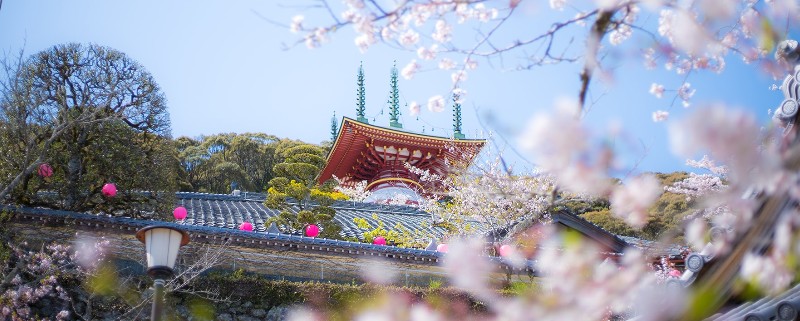 薬王寺の桜