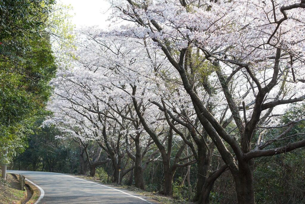 阿部・桜街道の桜並木