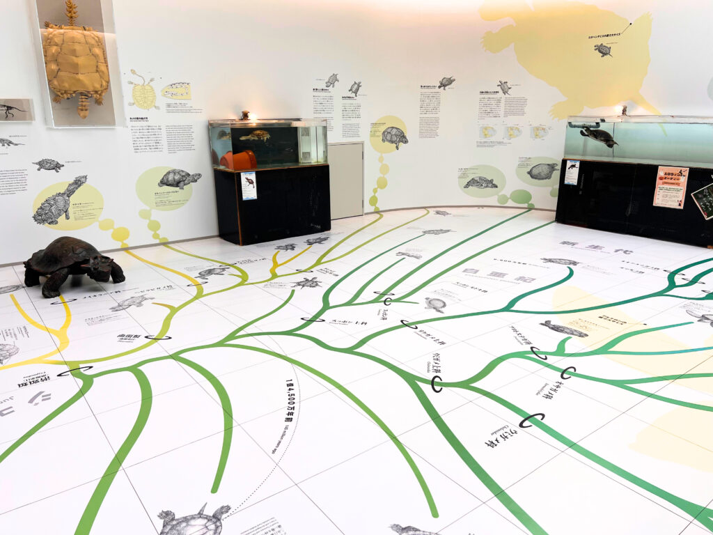 ウミガメの進化についての展示