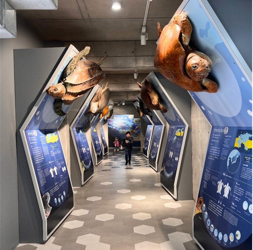 ウミガメのはく製展示