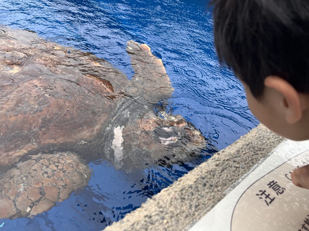 大ガメプールを上からのぞき込む男の子