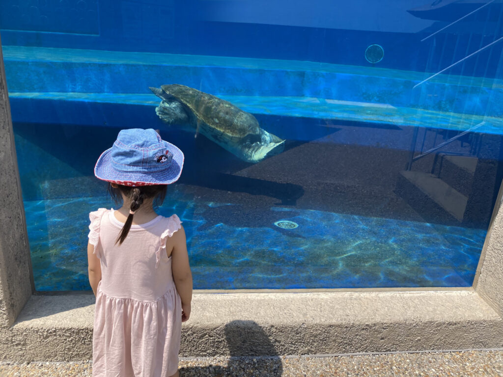 プール側面の窓からカメを見る子供