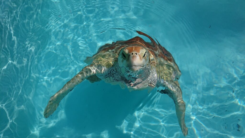 水槽の中のウミガメ