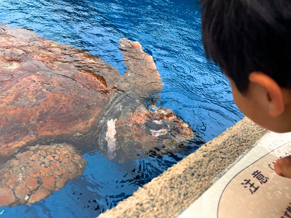 カレッタの水槽で泳ぐウミガメ