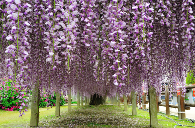 石井町藤まつり