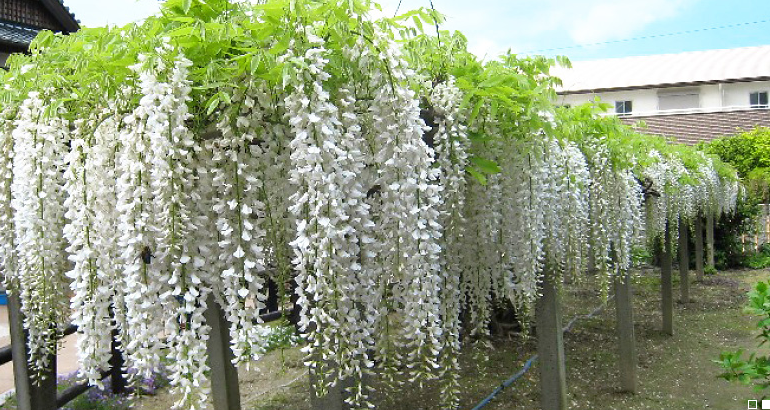 石井町藤まつり 白藤