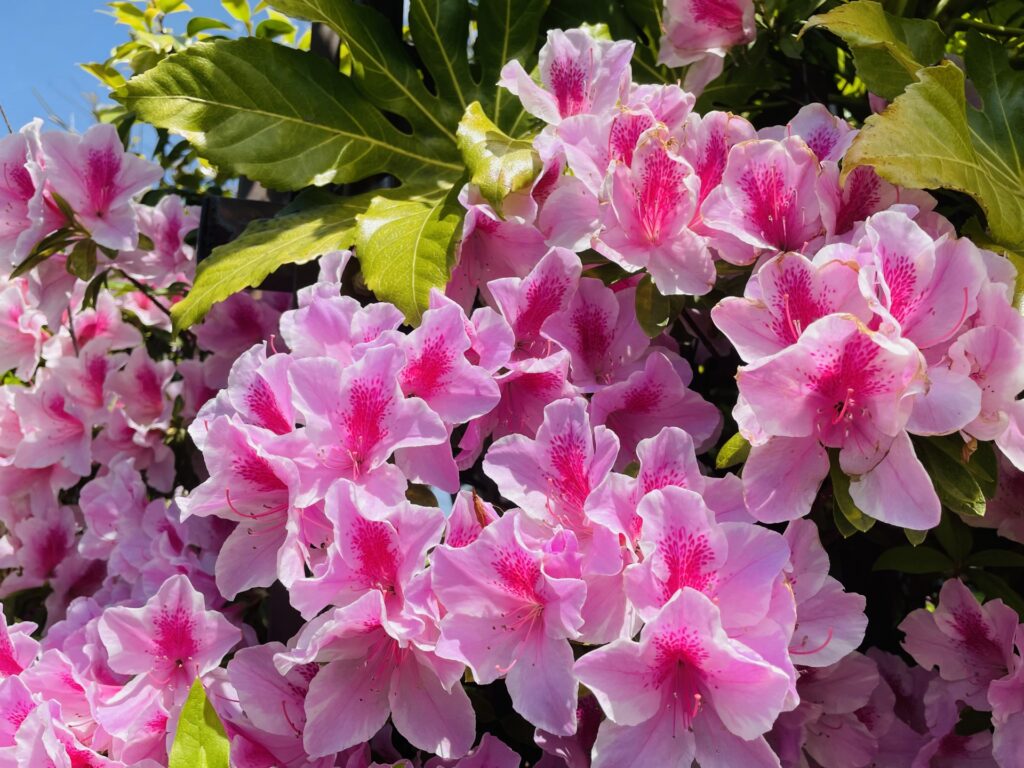 ツツジの花アップ