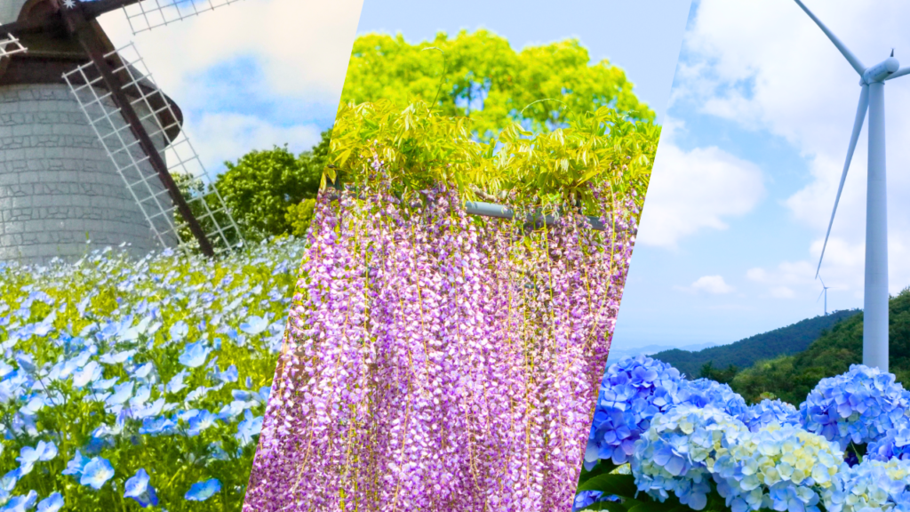 徳島お花スポットアイキャッチ