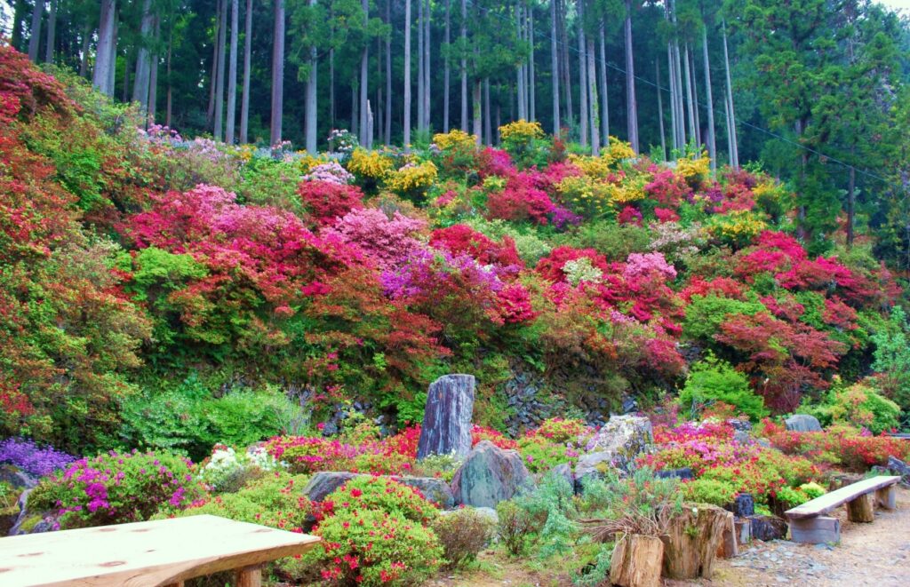 上分花の隠れ里　ツツジの写真