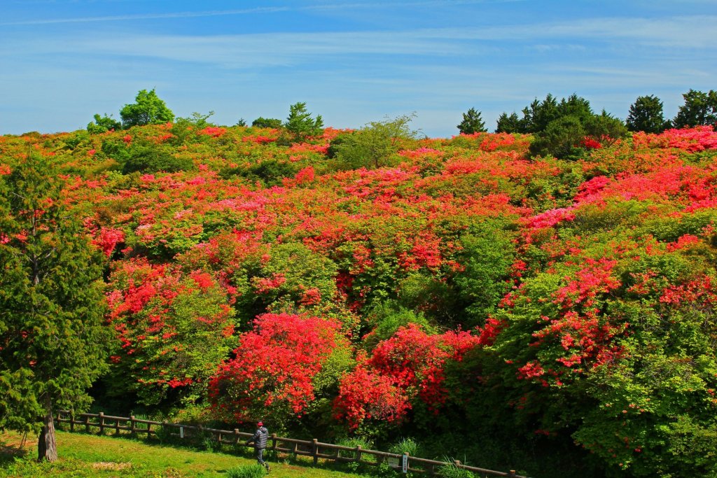 船窪ツツジ公園