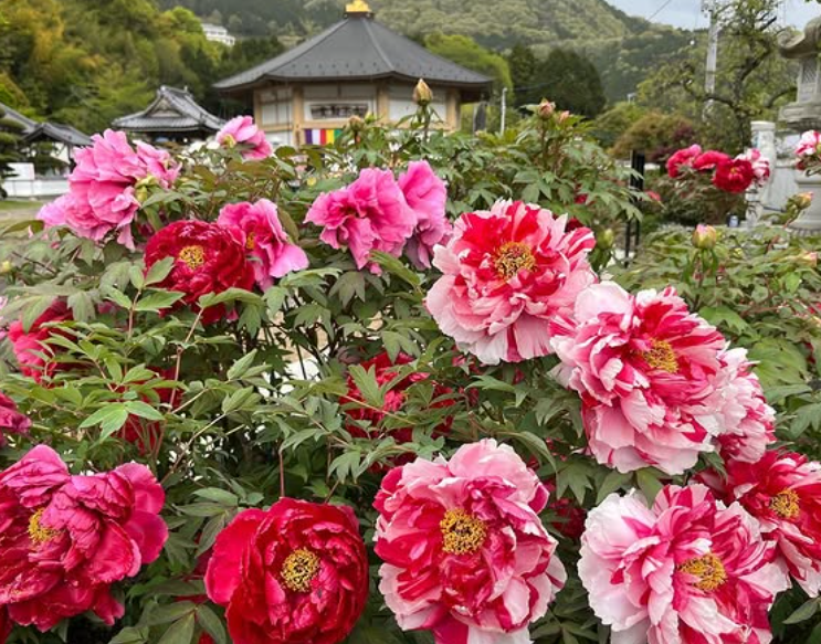 密厳寺の牡丹
