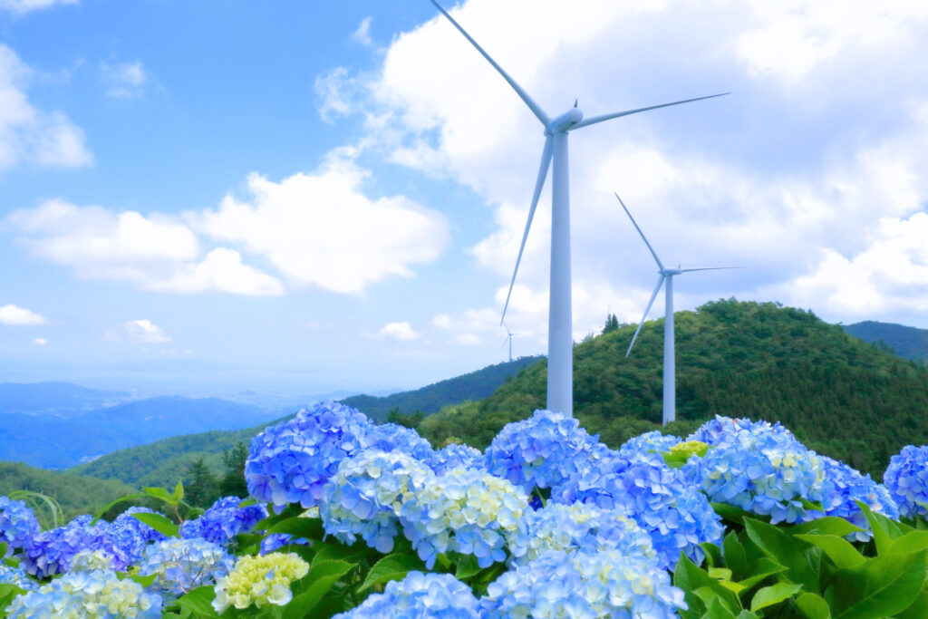 大川原高原のあじさい