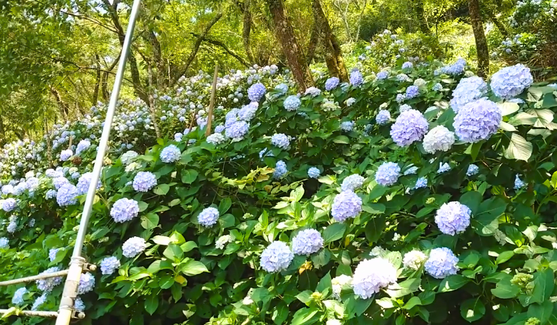 川口ダムのあじさい