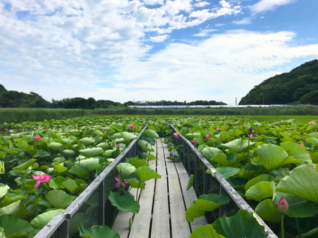 島田島の蓮畑