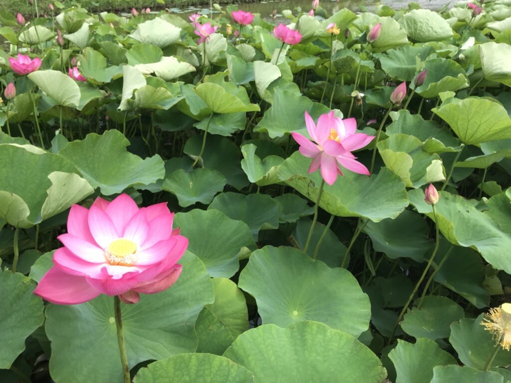 島田島の古代蓮