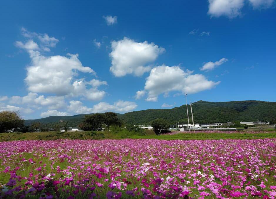 阿波市のコスモス畑