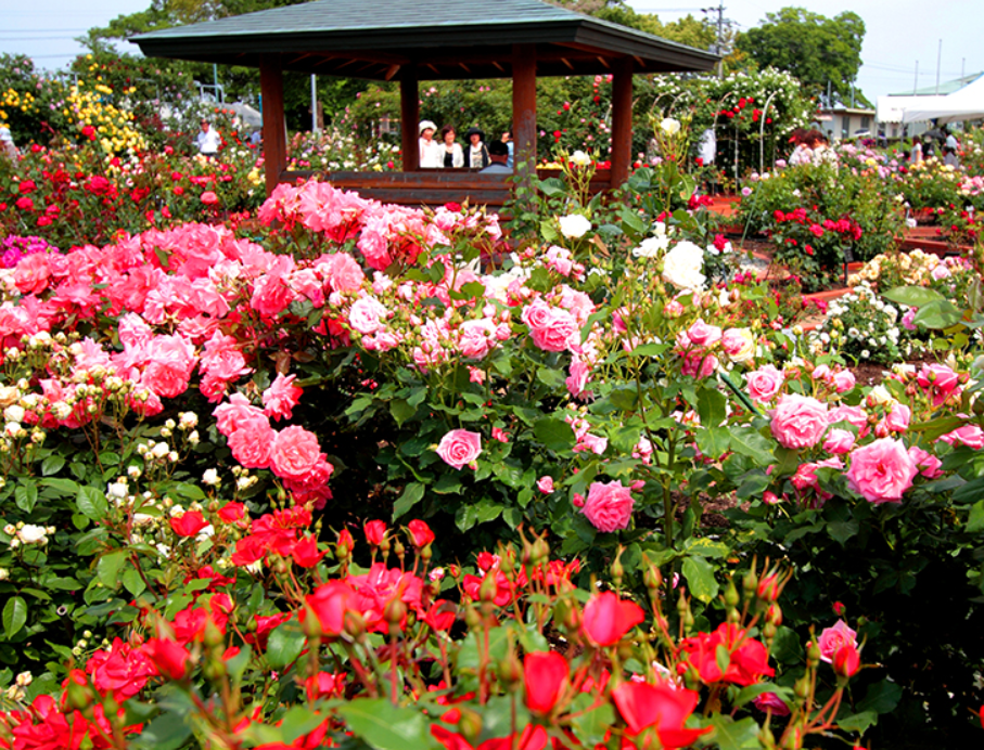 藍住バラ園のバラ