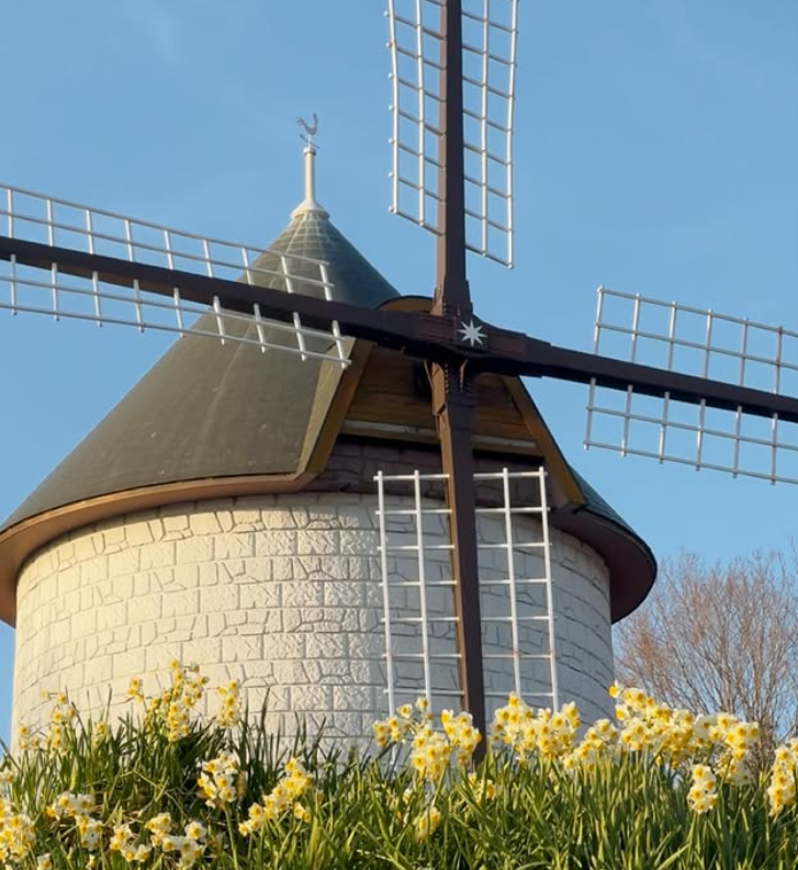 あすたむらんど徳島　風車の丘のスイセン