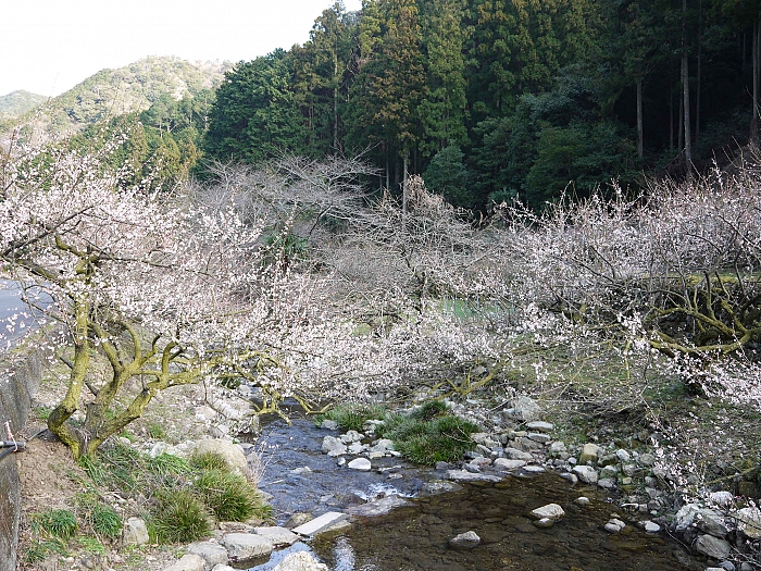 明谷梅林の梅の花