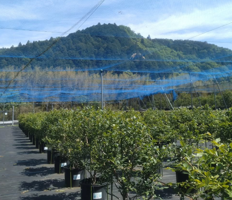Blueberry Farmさなごうち