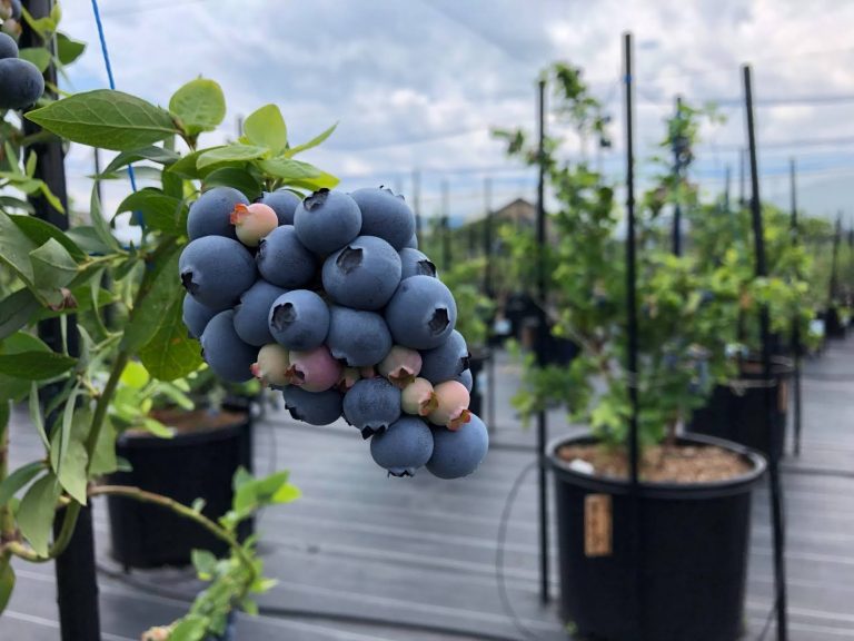 AWA Blueberry ファーム