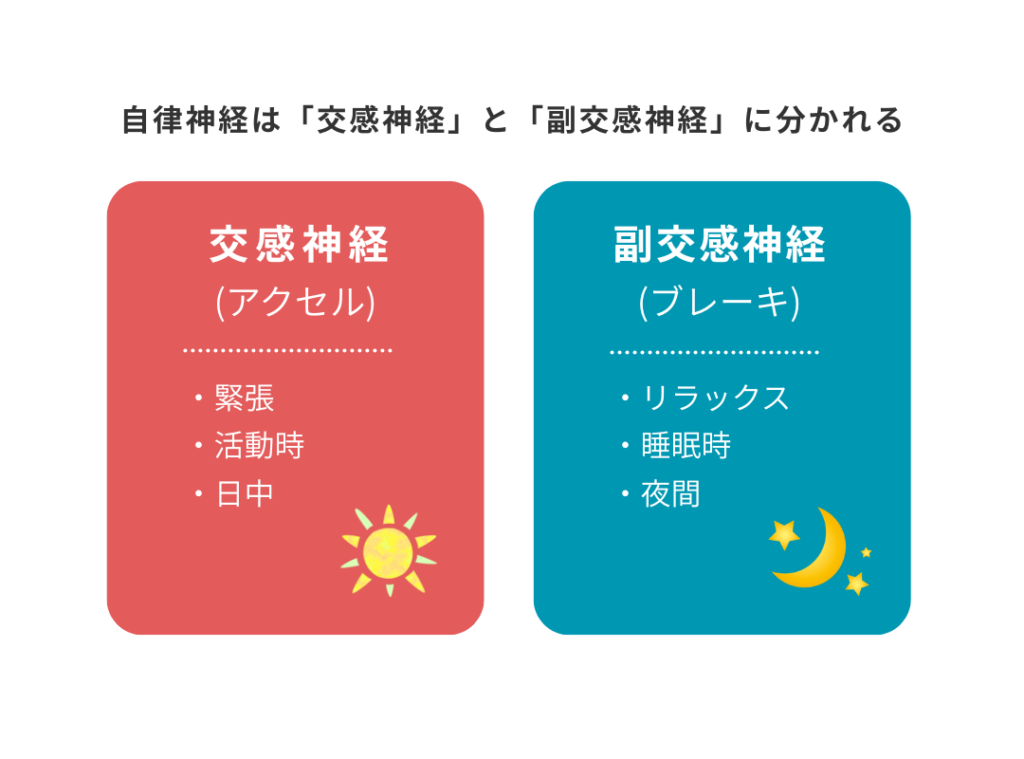 自律神経には「交感神経」と「副交感神経」がある